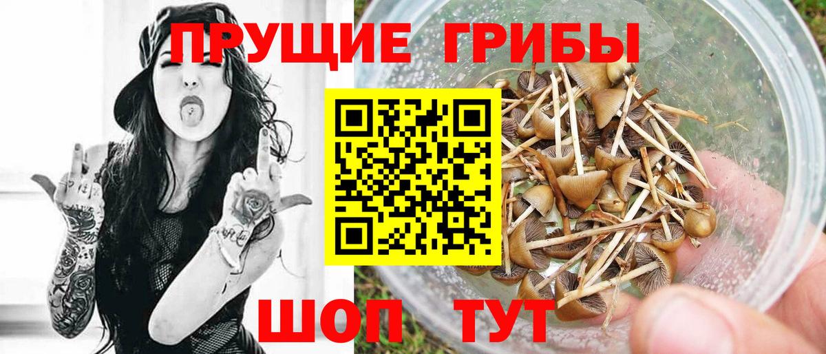 Галлюциногенные грибы Psilocybine cubensis Карасук